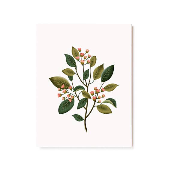 Botanical Scented Card - Sandalwood