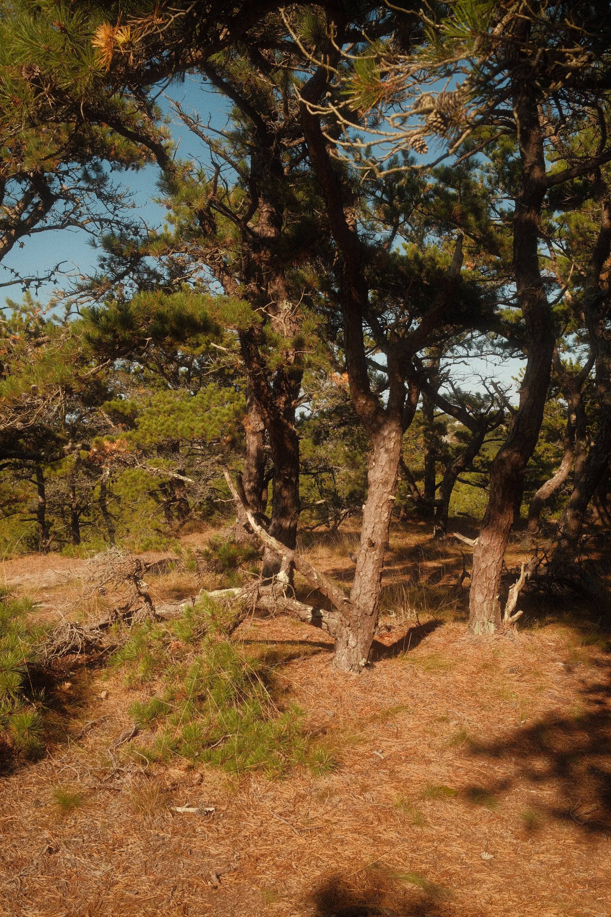 Beech Forest