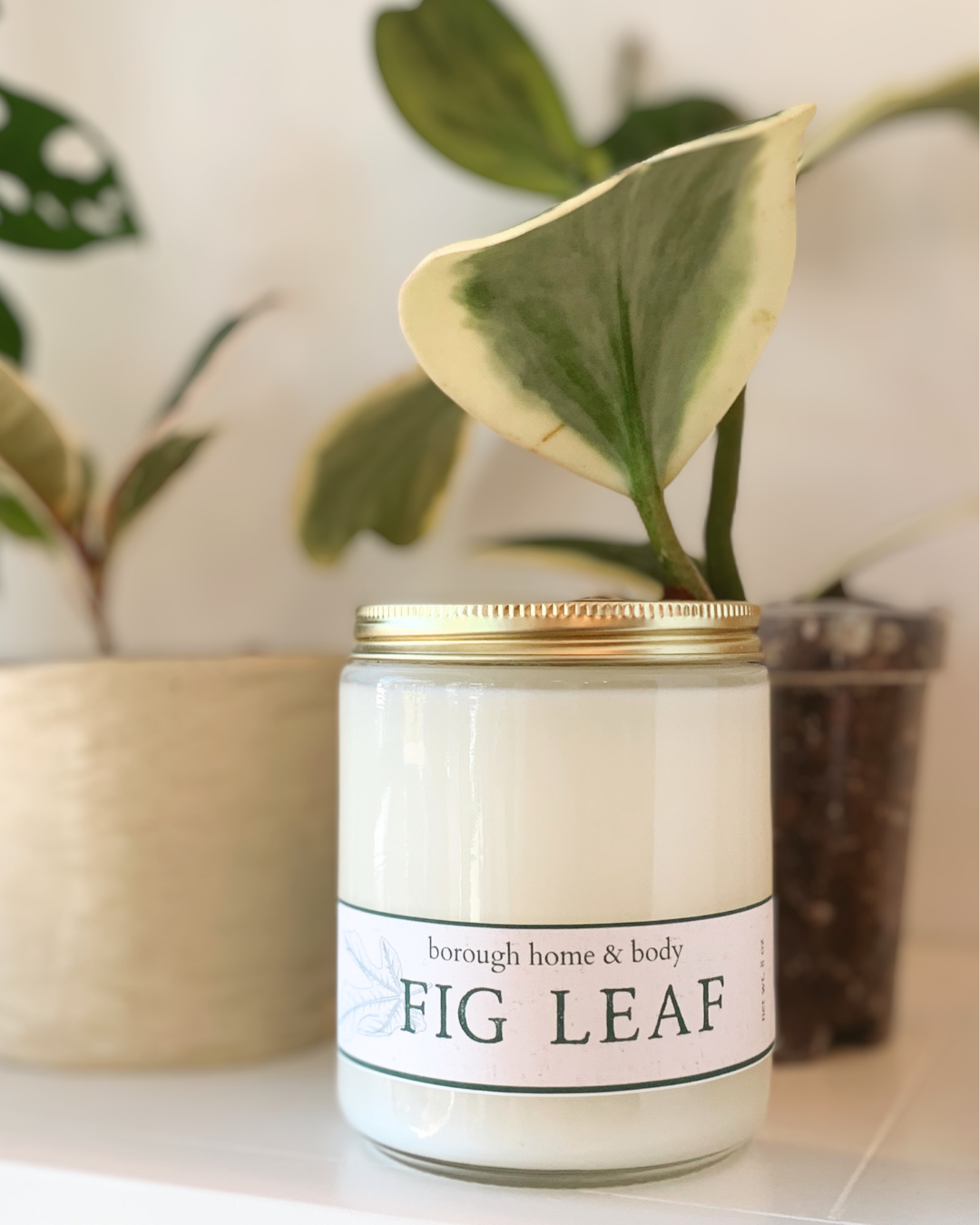 Fig Leaf scented candle in transparent glass vessel with gold screw-on lid, Botanical Collection, natural soy wax and earthy green fragrance