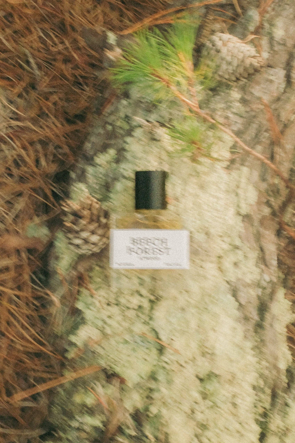 Beech Forest