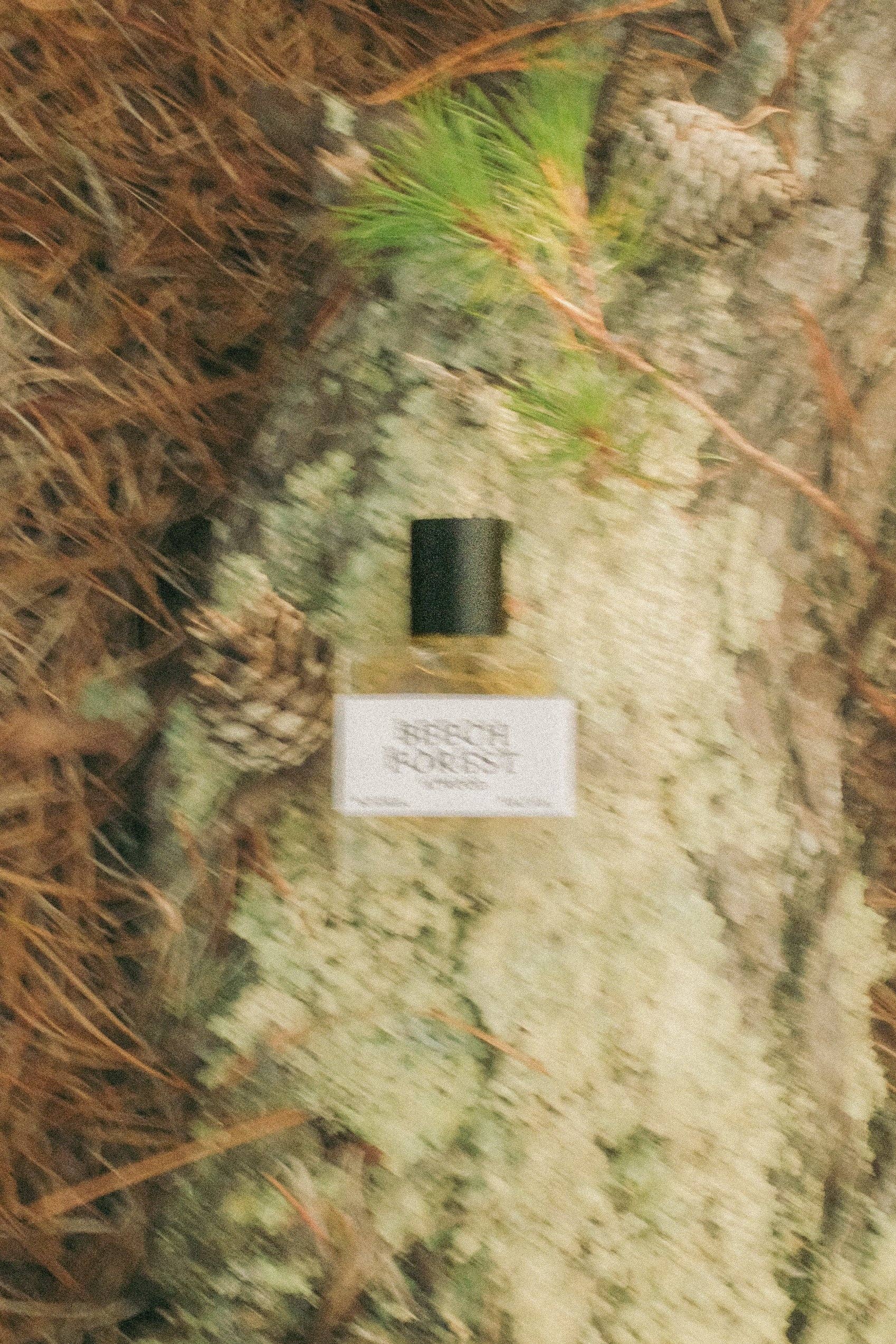 Beech Forest