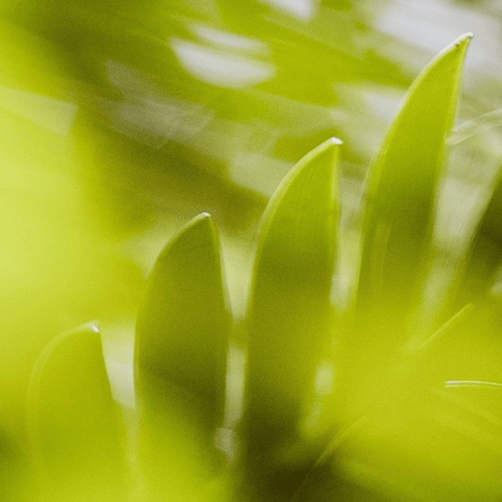 Kupu Eau de Parfum